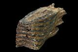 Partial Woolly Mammoth Molar - North Sea Deposits #149876-1